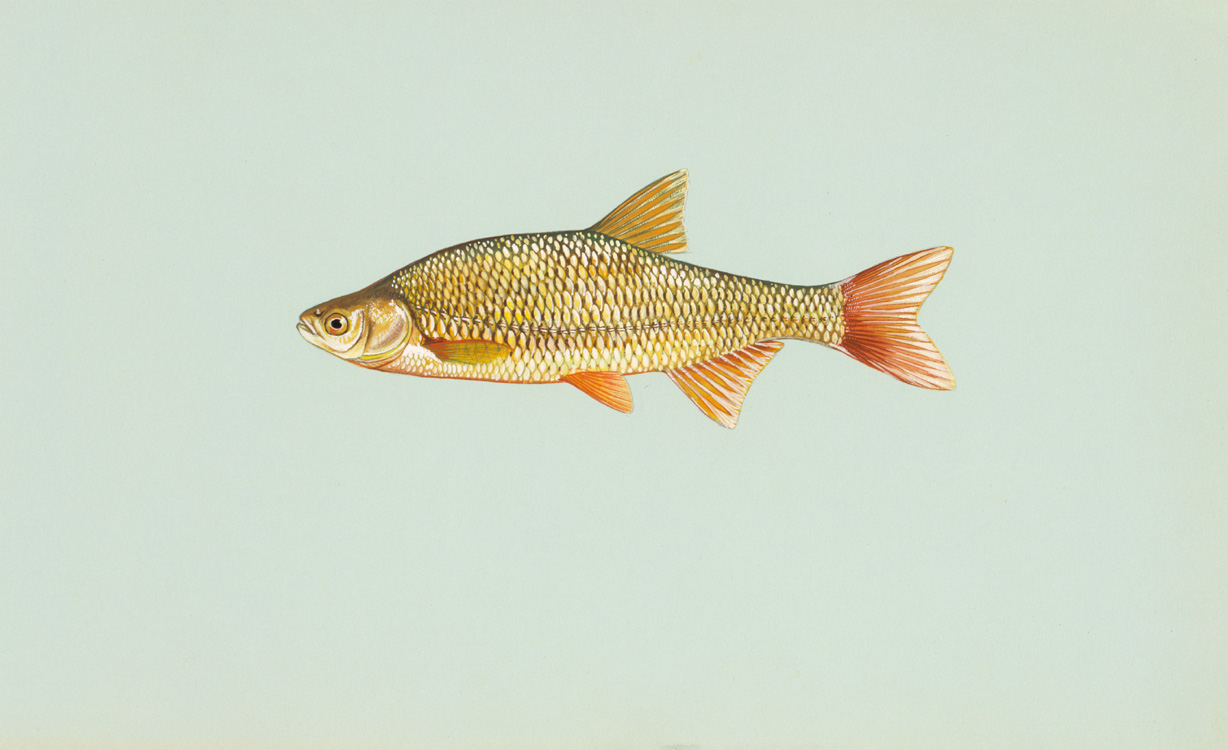 Golden Shiner Source: Raver, Duane. http://images.fws.gov. U.S. Fish and Wildlife Service.