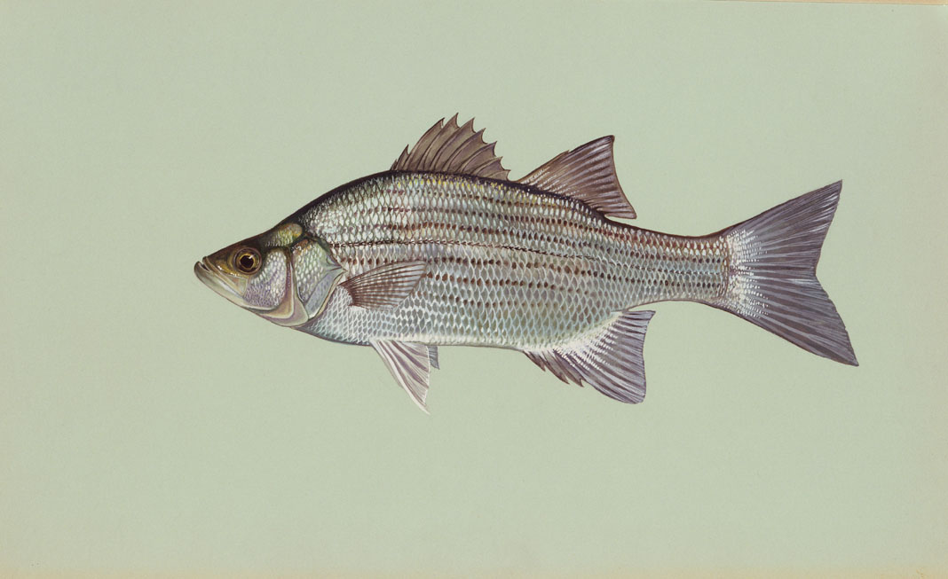 White Bass Source: Raver, Duane. http://images.fws.gov. U.S. Fish and Wildlife Service.