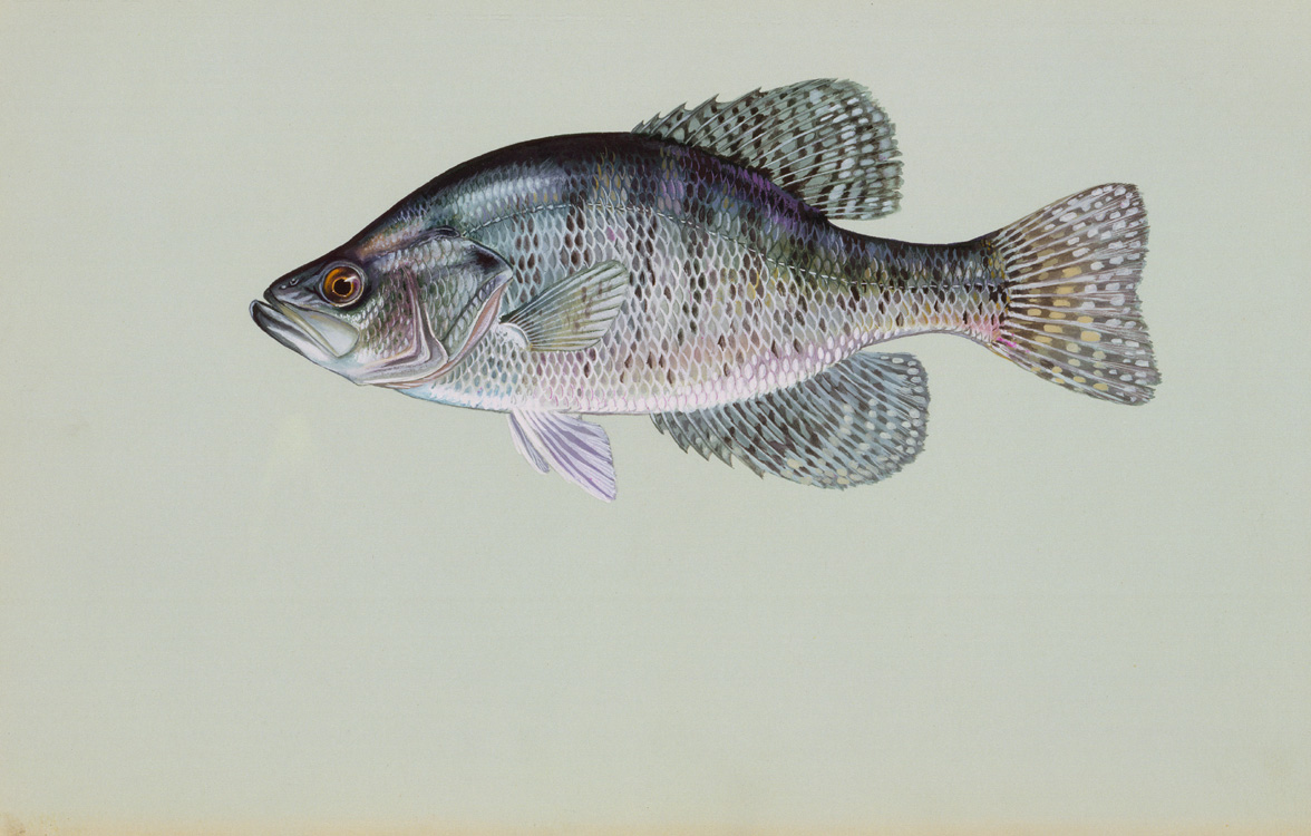 Calico Bass(White Crappie) Source: Raver, Duane. http://images.fws.gov. U.S. Fish and Wildlife Service.