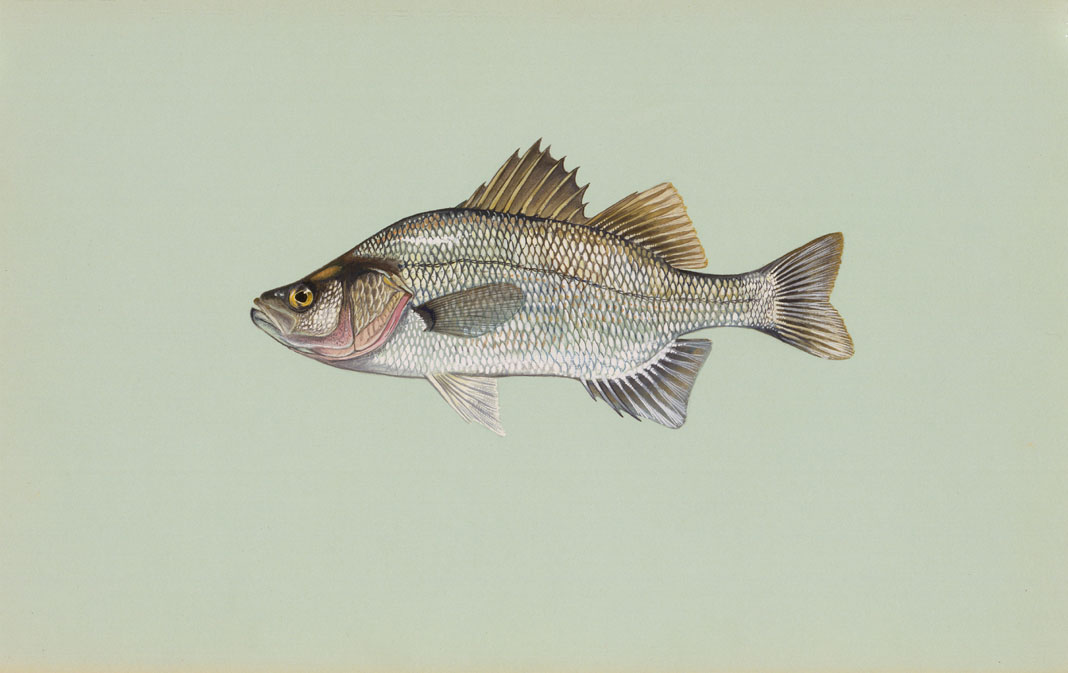 White Perch