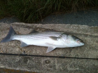 Striper1