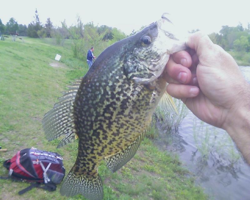 13.5 inch Crappie near Clinton