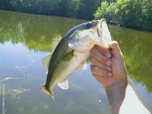 2.0 Largemouth near Clinton