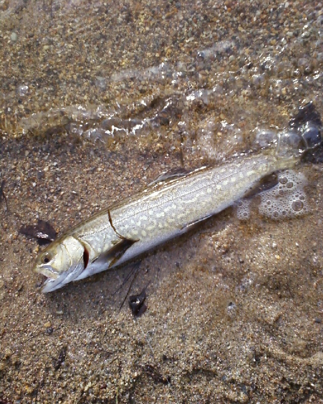 Tiger Trout