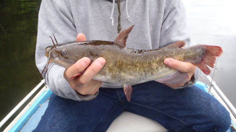 Brown Bullhead