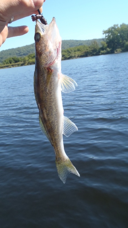 Walleye