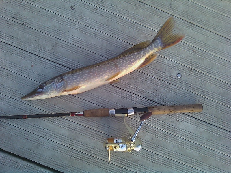 Northern Pike