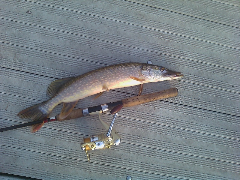 2 lb pike