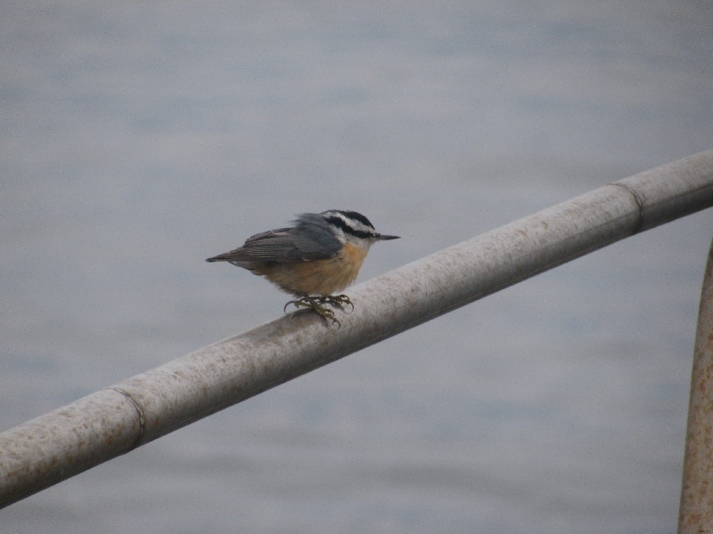 This little bird was 27 miles off the beach!