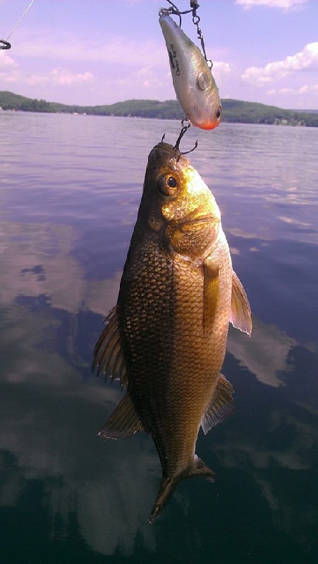 white perch