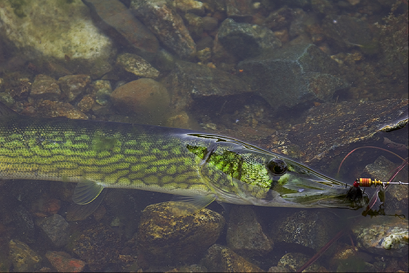 Chainside pickerel (chain pickerel)