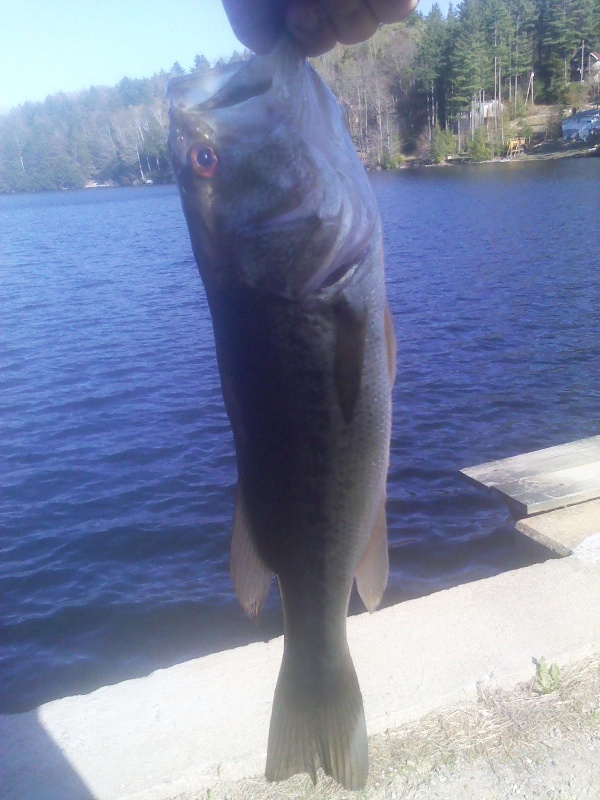 Smallest Fish