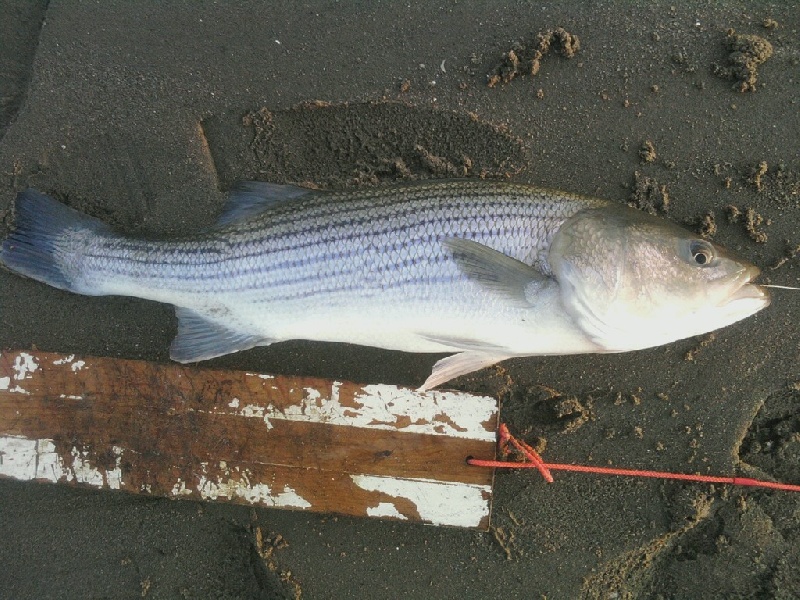 Striper abd Blue