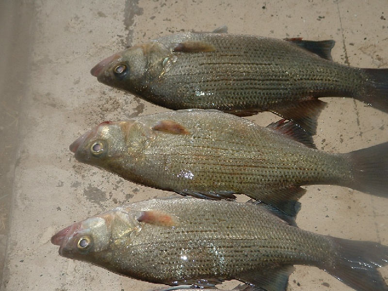 white bass