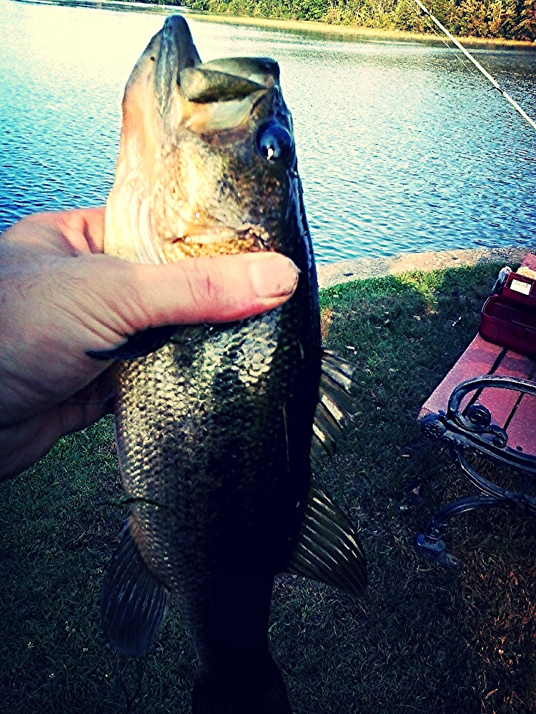 Largemouth Bass